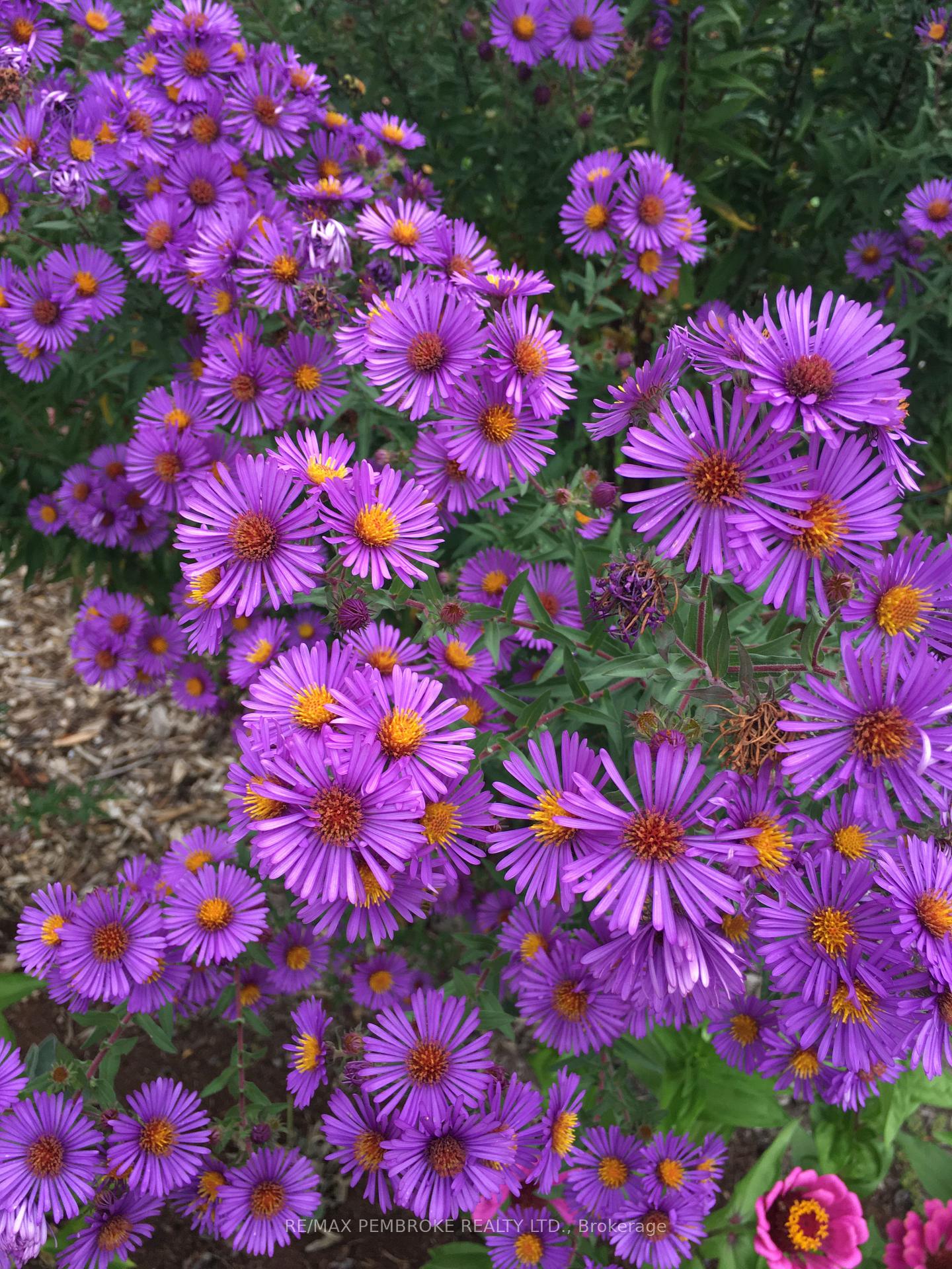 Photo 9 of 239 Thomas Street, Deep River — HOMEH