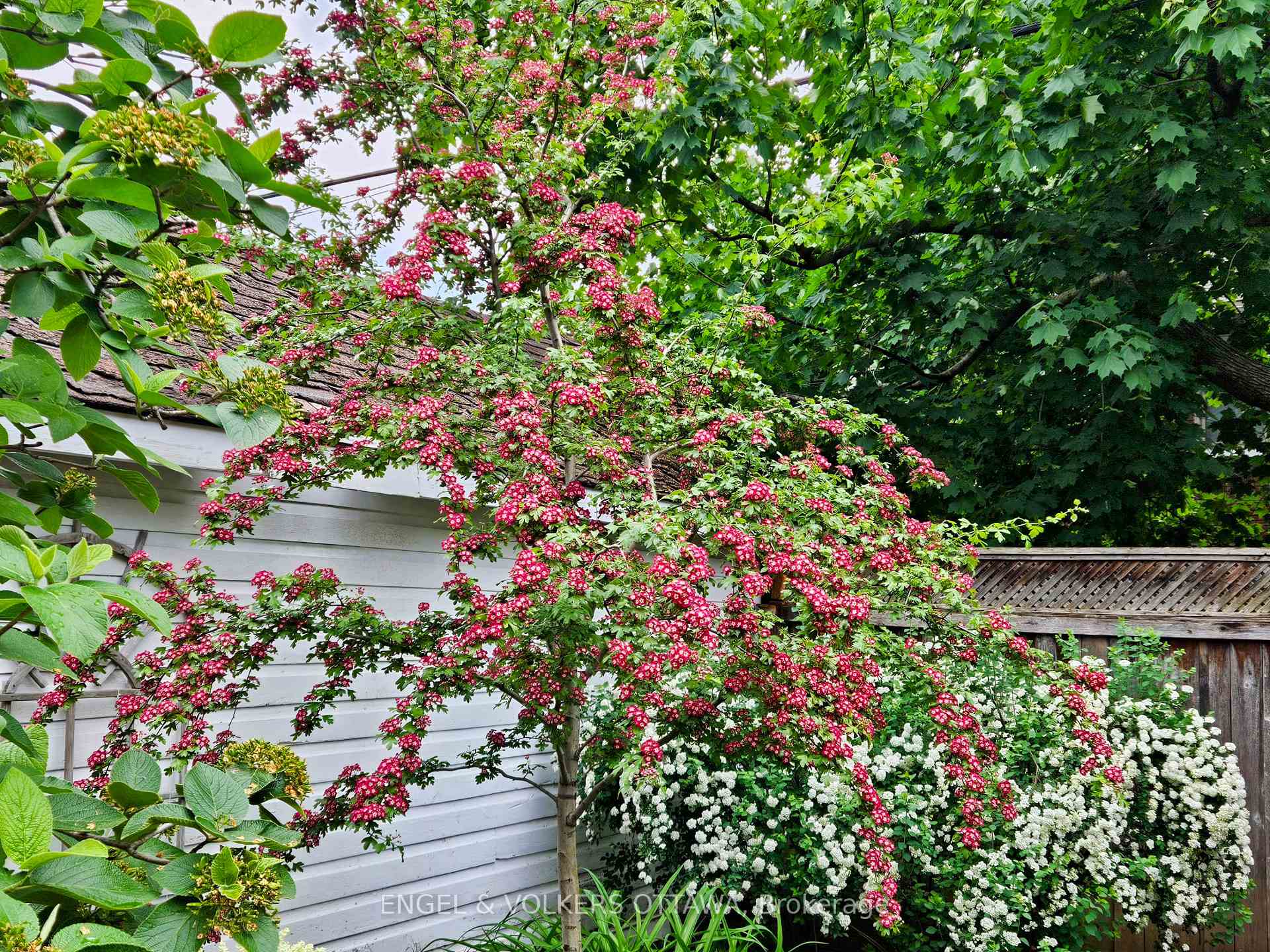 Photo 34 of 224 Powell Avenue, Ottawa, Glebe — HOMEH