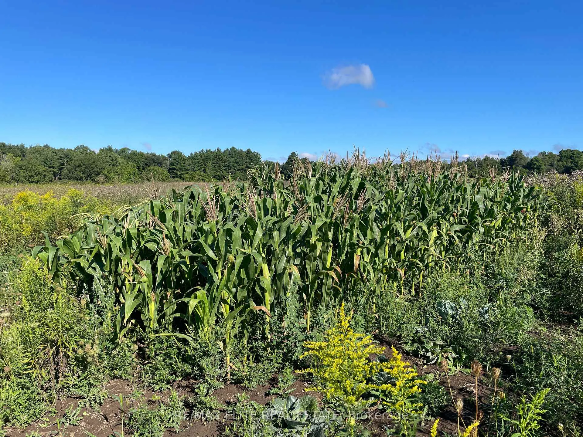 Photo 12 of 5020 19th Avenue, Markham, Rural Markham — HOMEH