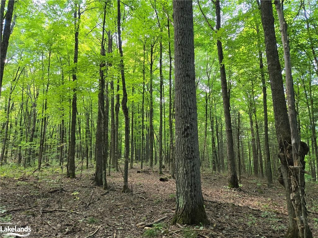 Photo 2 of 0 Burnt River Access, Minden Hills, Dysart — HOMEH