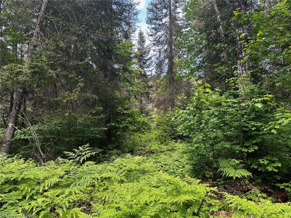 Front of LOT 25 CON 12 Snake Creek Road