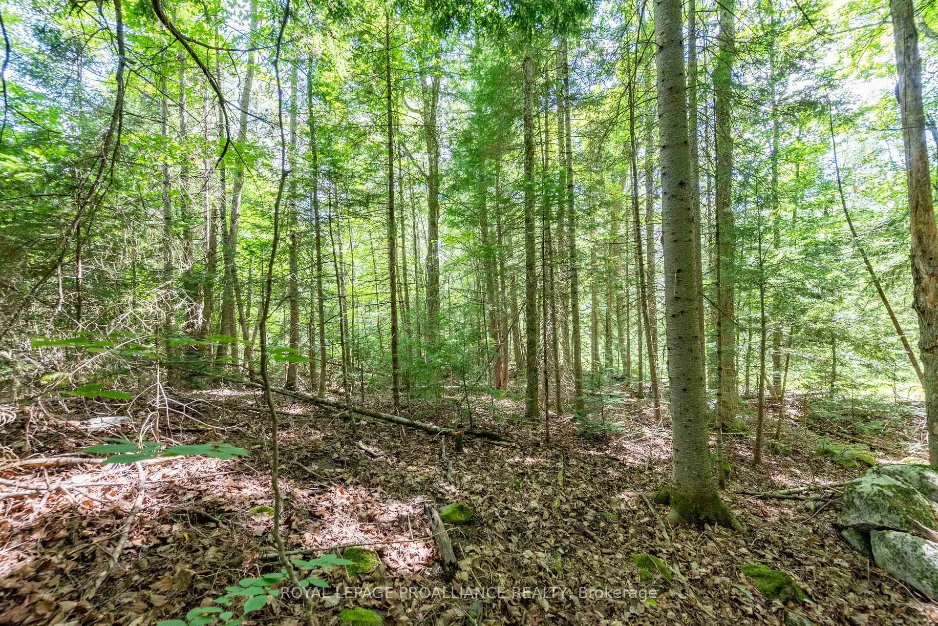 Photo 3 of Buckshot Lake Road, North Frontenac, Frontenac North — HOMEH