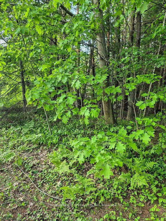 Photo 4 of 3763 Agnew Road, Severn, Washago — HOMEH