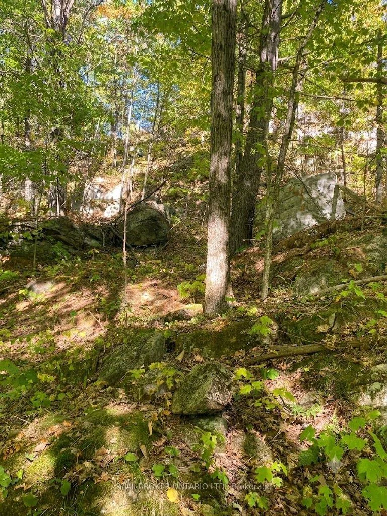 Photo 9 of 1248 Beiers Road, Gravenhurst, Morrison — HOMEH