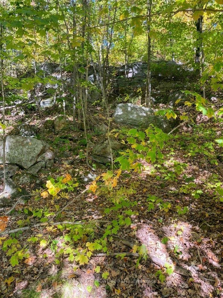 Photo 11 of 1248 Beiers Road, Gravenhurst, Morrison — HOMEH