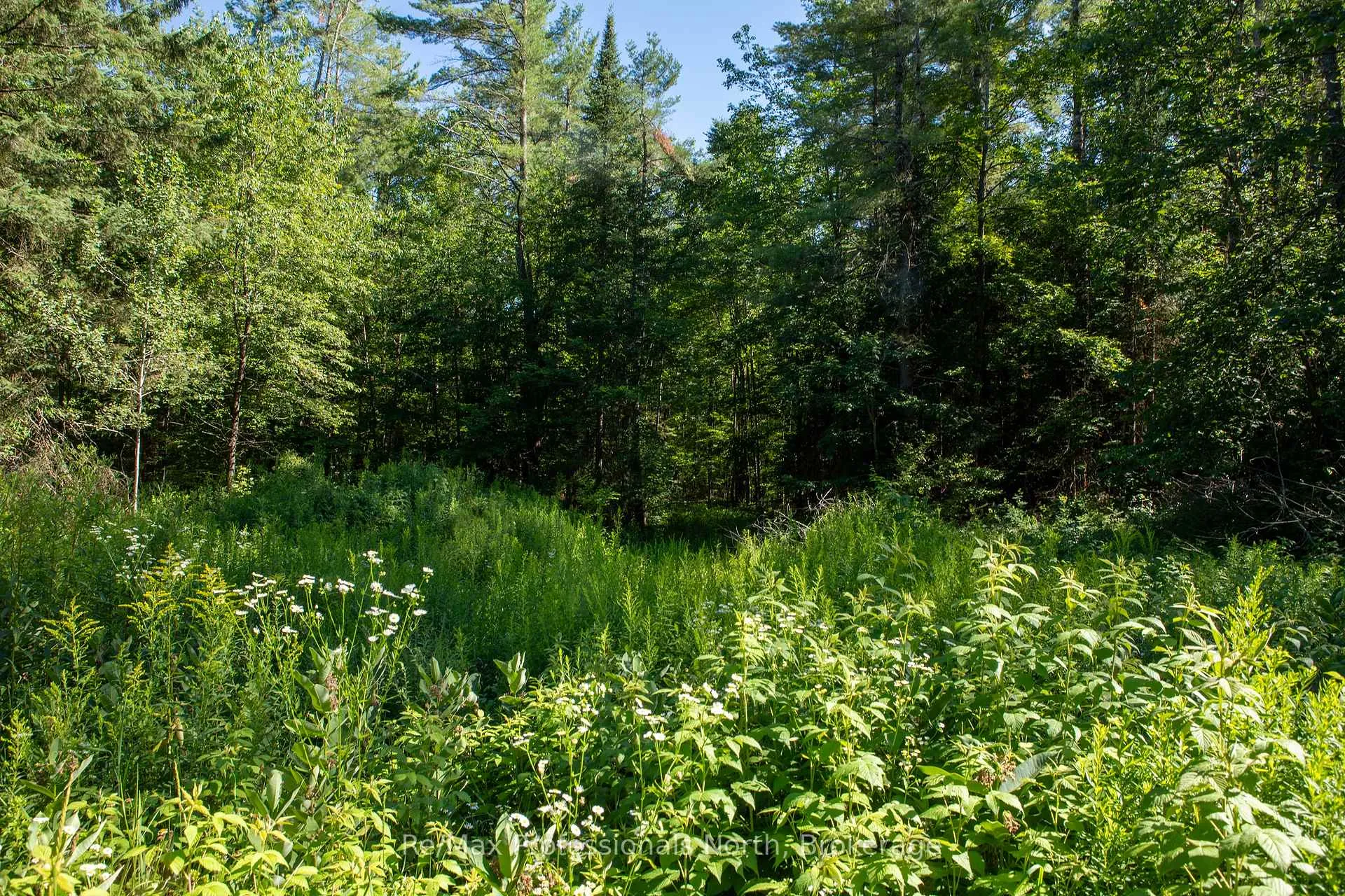 Photo 7 of 1137 Blackmore Road, Bracebridge, Draper — HOMEH