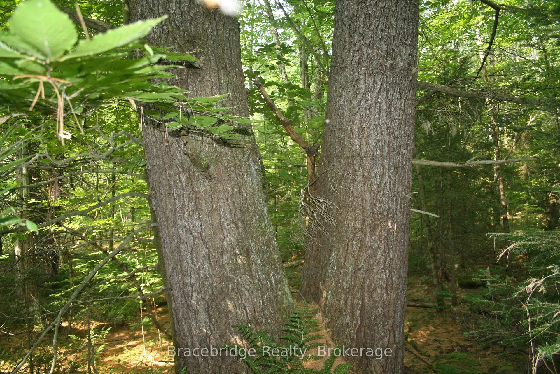 Photo 6 of Rainey Road, Bracebridge, Draper — HOMEH