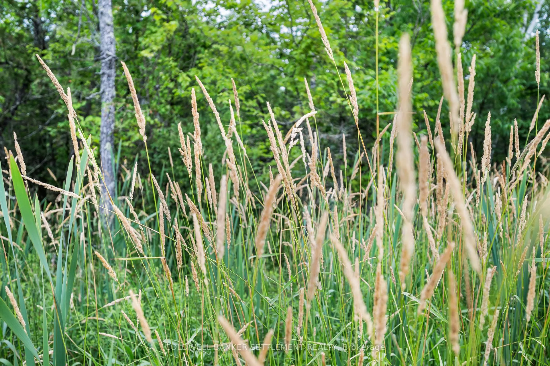 Photo 8 of PT 3 Herron Mills Road, Lanark Highlands, Lanark Highlands (Lanark) Twp — HOMEH