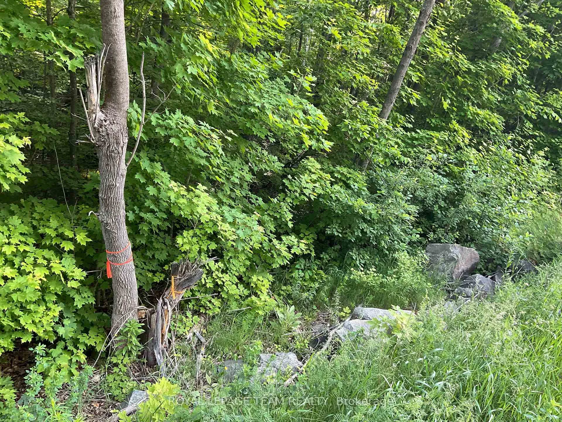 Photo 5 of Cty Rd 511, Lanark Highlands, Lanark Highlands (Darling) Twp — HOMEH