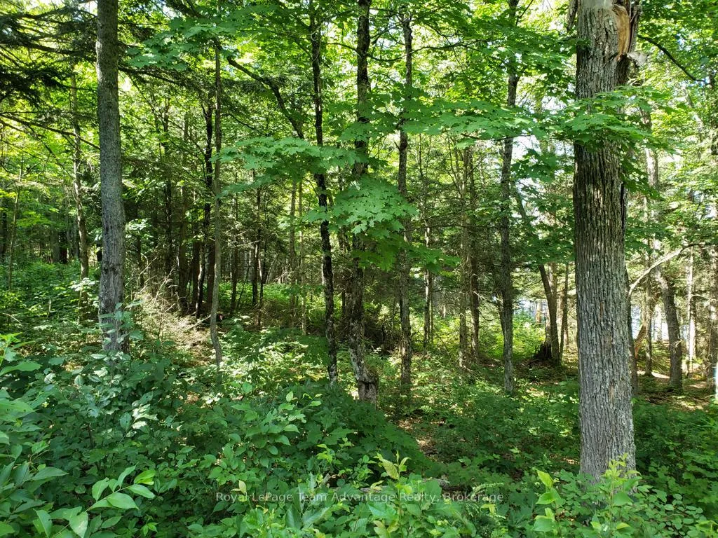 Photo 12 of Unopened Road Allowance, McKellar — HOMEH