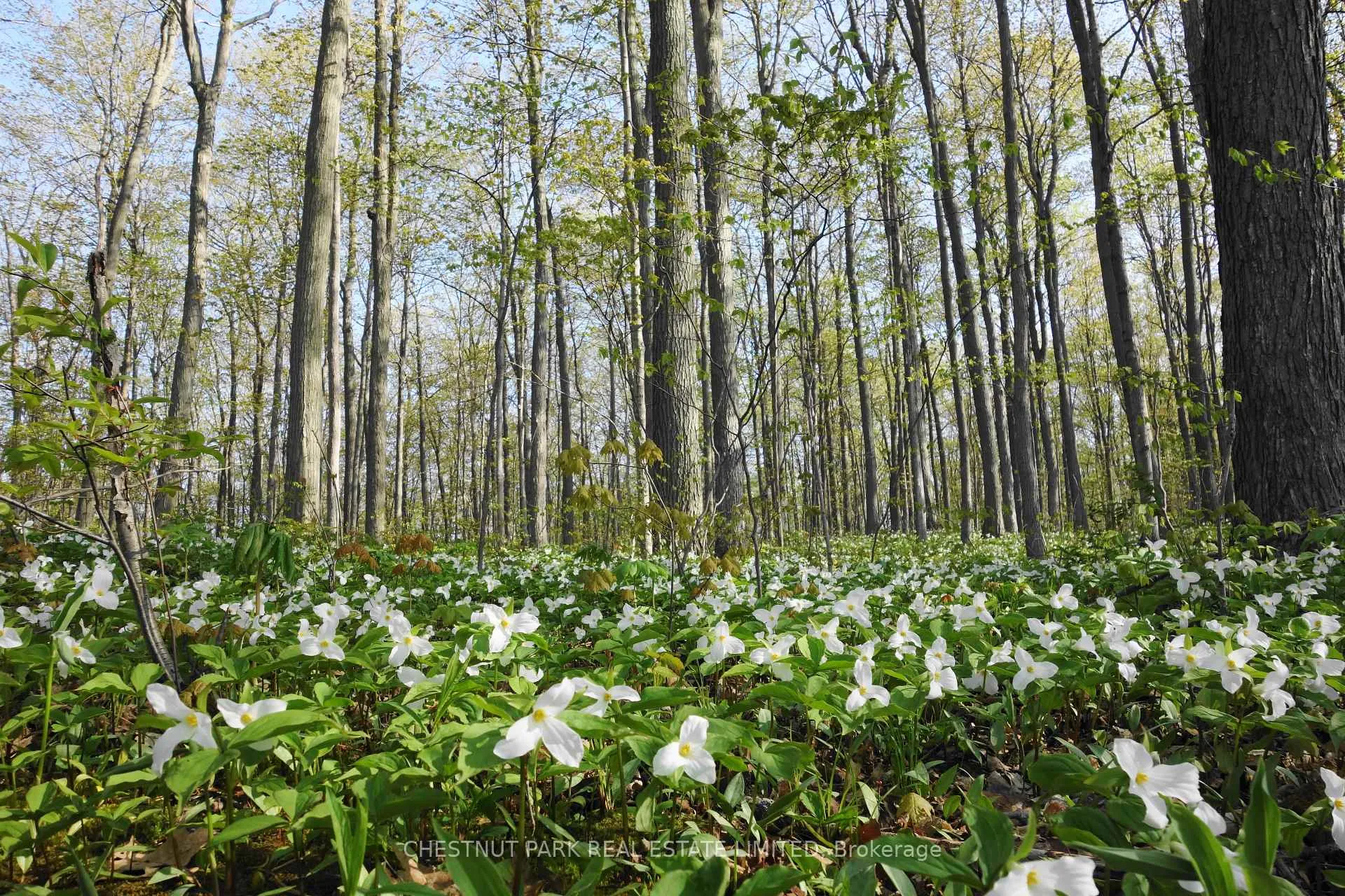 Photo 22 of 000 Crossen Road, Hamilton Township, Rural Hamilton — HOMEH