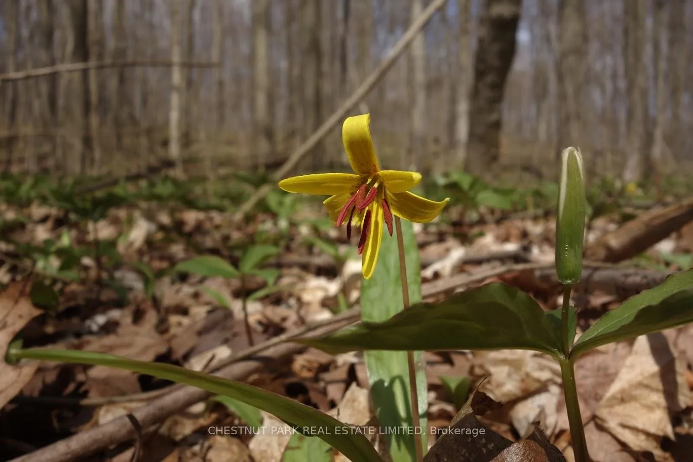 Photo 23 of 000 Crossen Road, Hamilton Township, Rural Hamilton — HOMEH