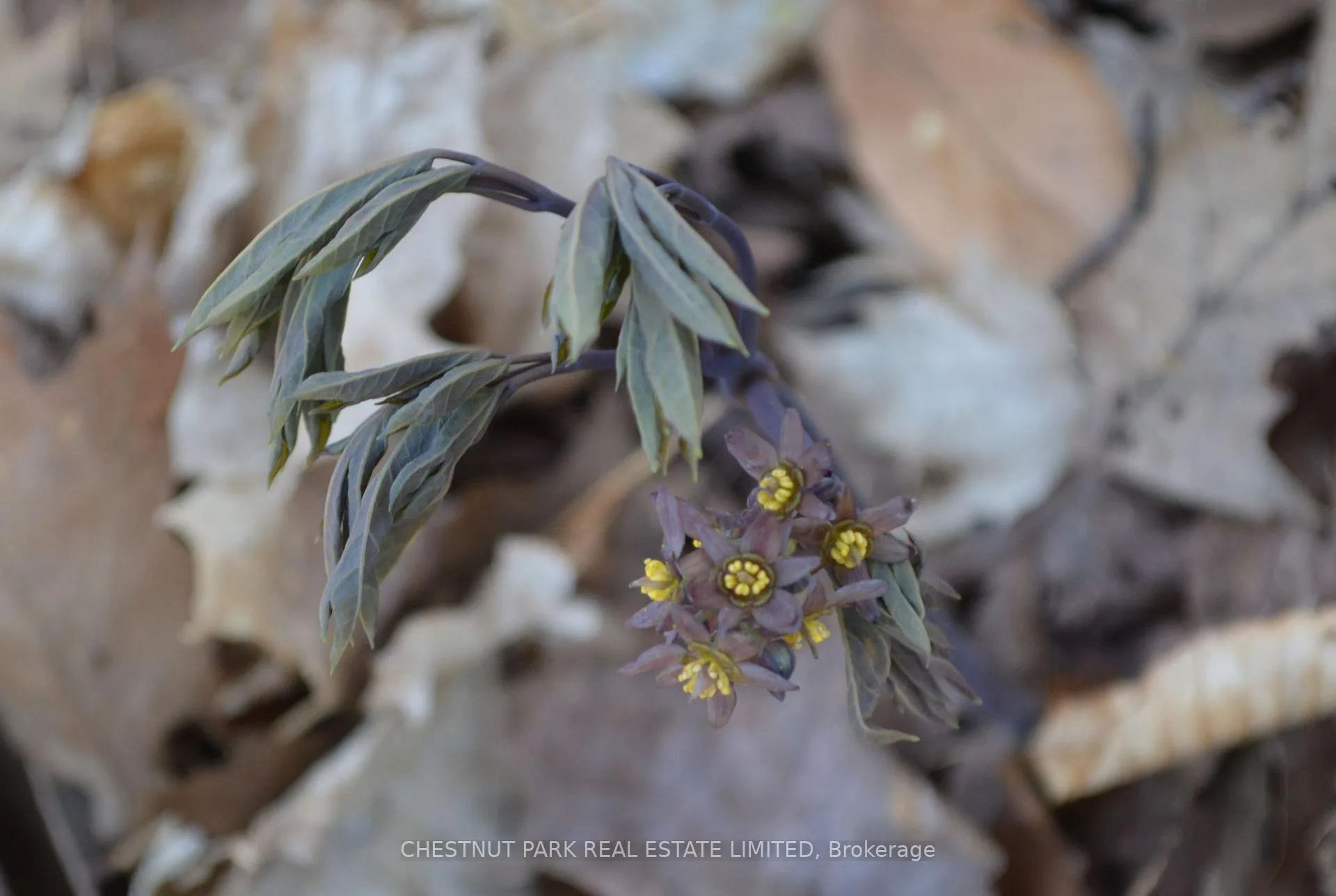 Photo 34 of 000 Crossen Road, Hamilton Township, Rural Hamilton — HOMEH