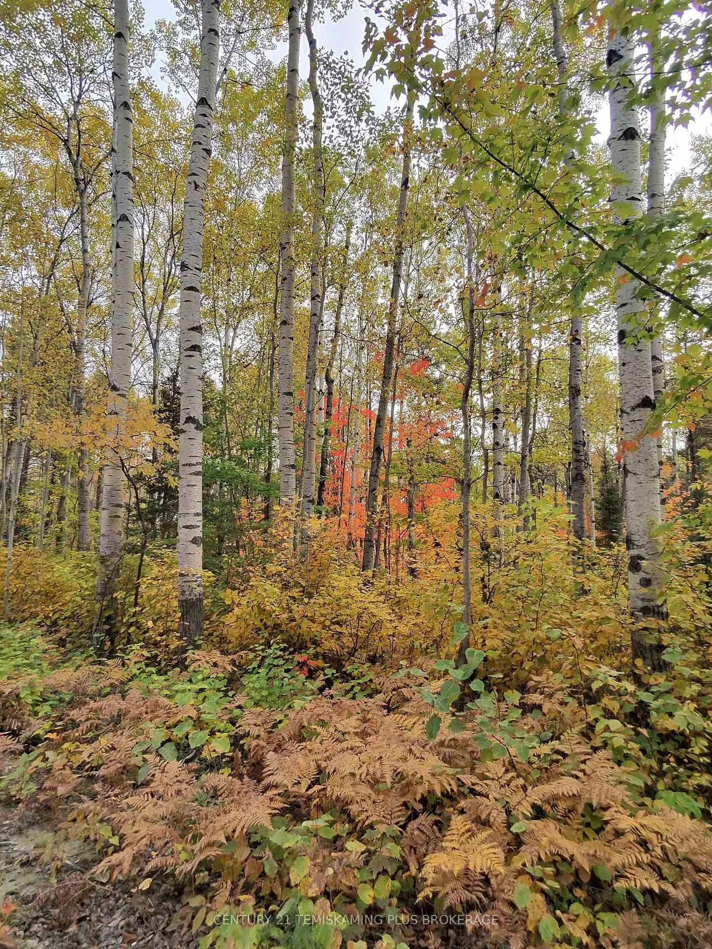 Photo 6 of Part 12 Girl Guide Road, Cobalt — HOMEH