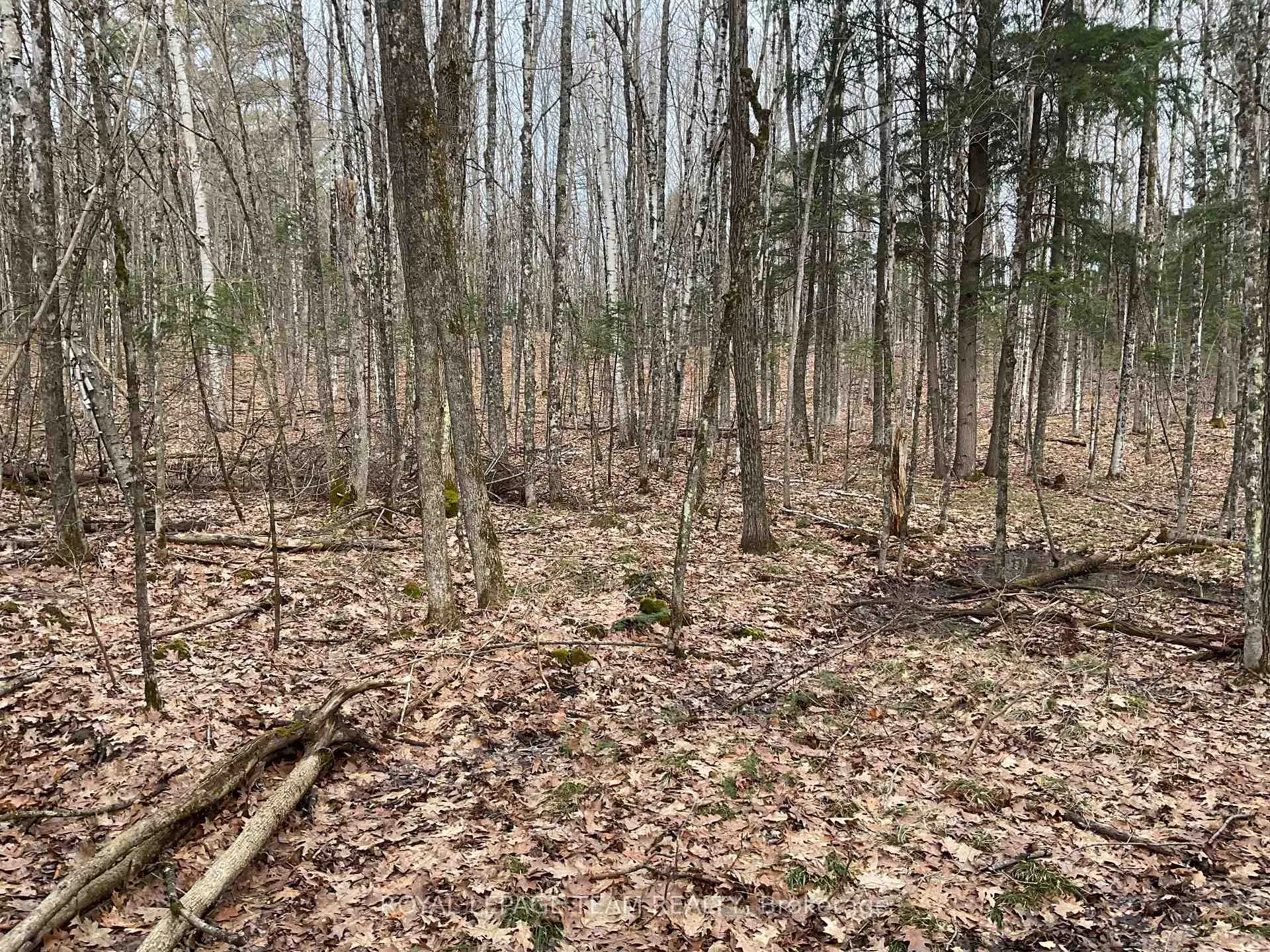 Photo 6 of 4403 Wolf Grove Road, Lanark Highlands, Lanark Highlands (Lanark) Twp — HOMEH