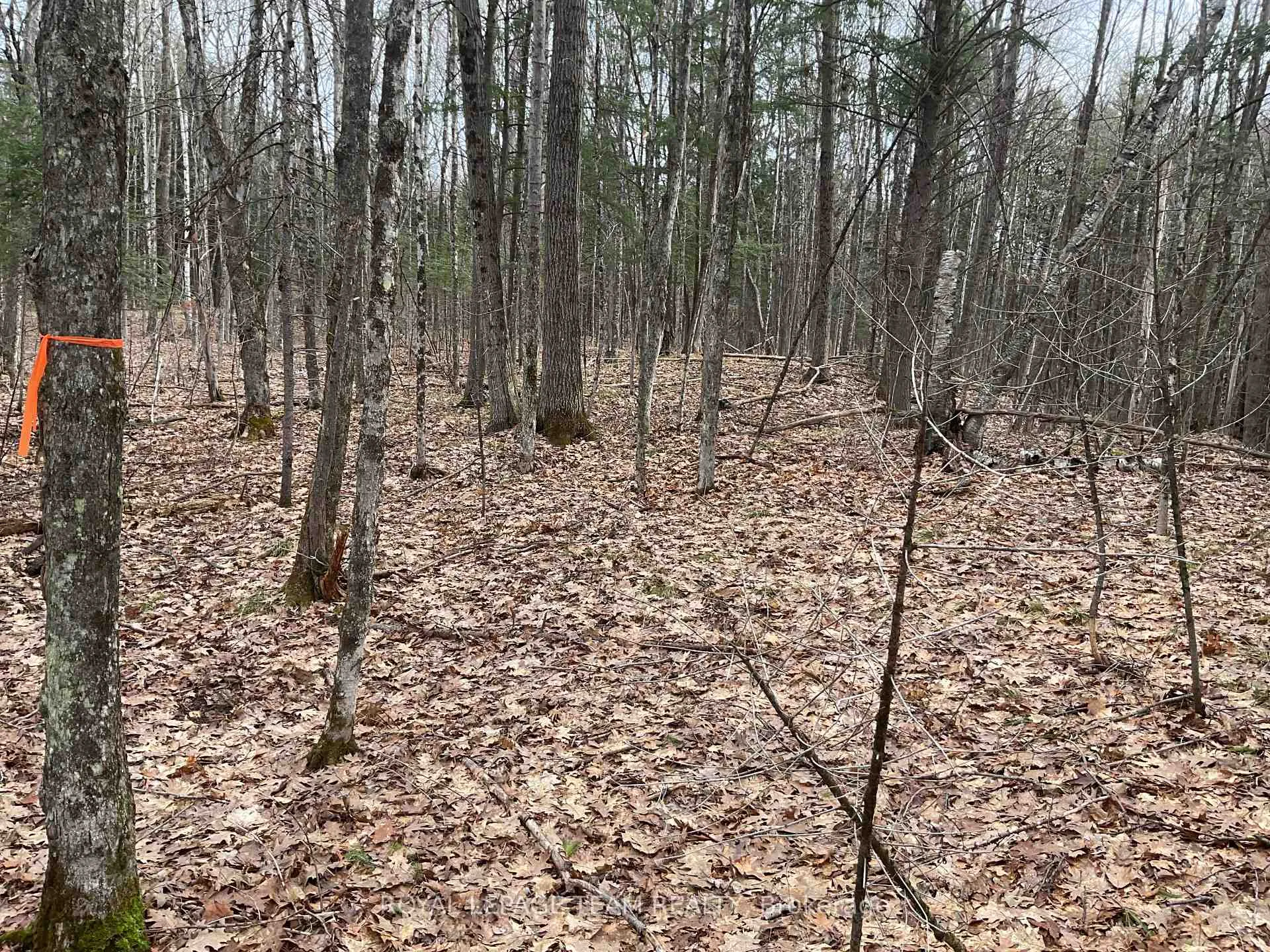 Photo 8 of 4403 Wolf Grove Road, Lanark Highlands, Lanark Highlands (Lanark) Twp — HOMEH