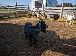 Photo 25 of 2606 Crossland Road, Springwater, Rural Springwater — HOMEH