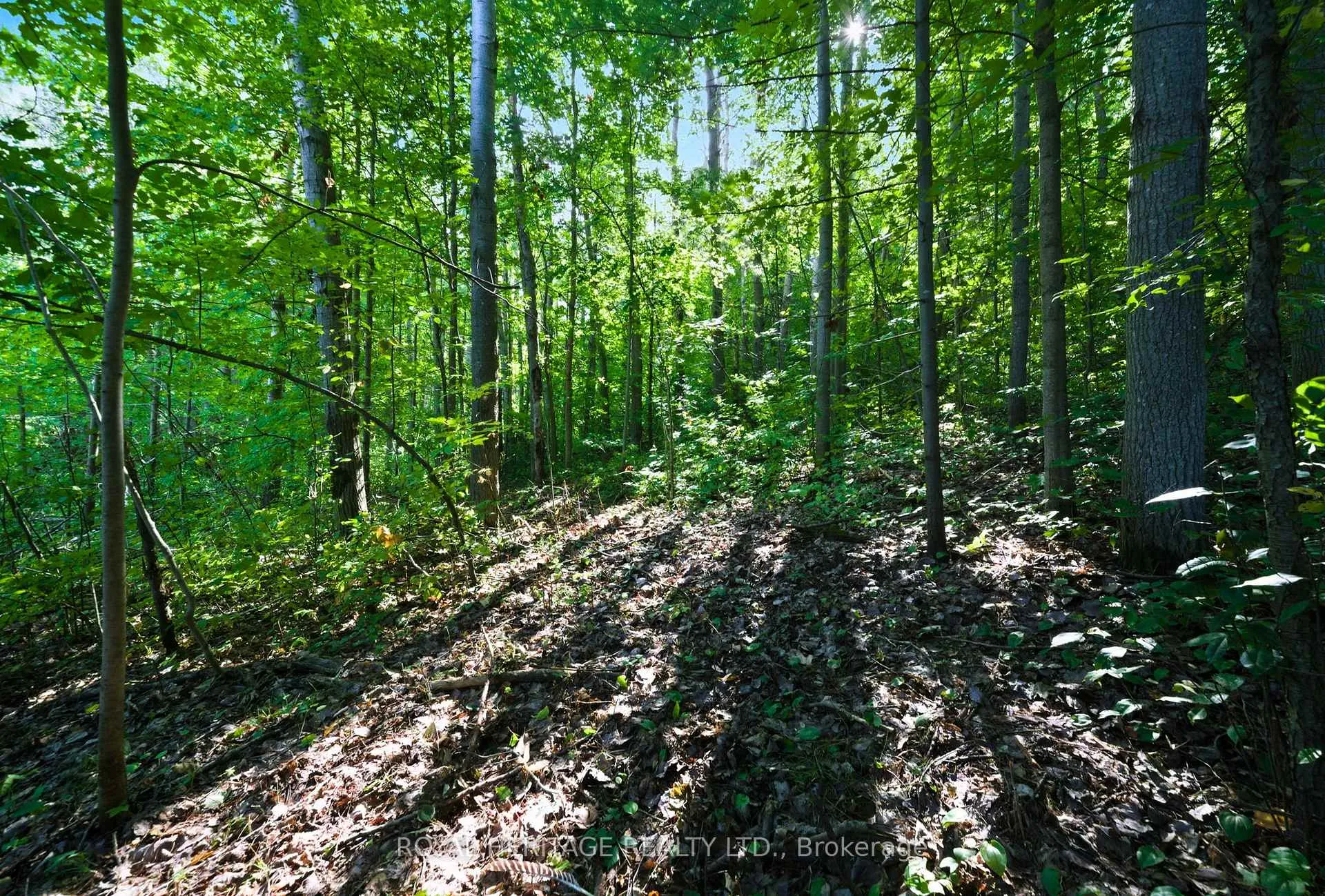 Photo 3 of Pinewood School Road, Cramahe, Rural Cramahe — HOMEH