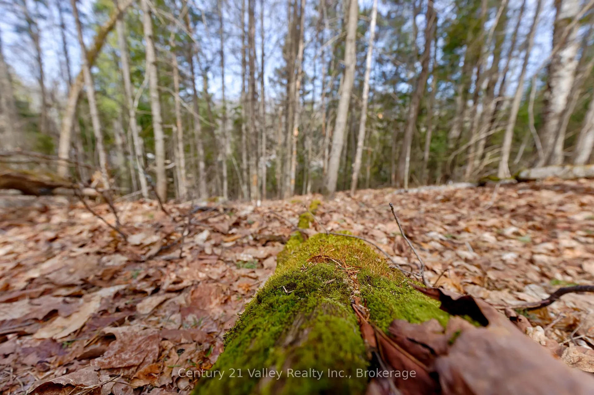 Photo 5 of Lot 2 Foymount Road, Bonnechere Valley, Eganville/Bonnechere Twp — HOMEH