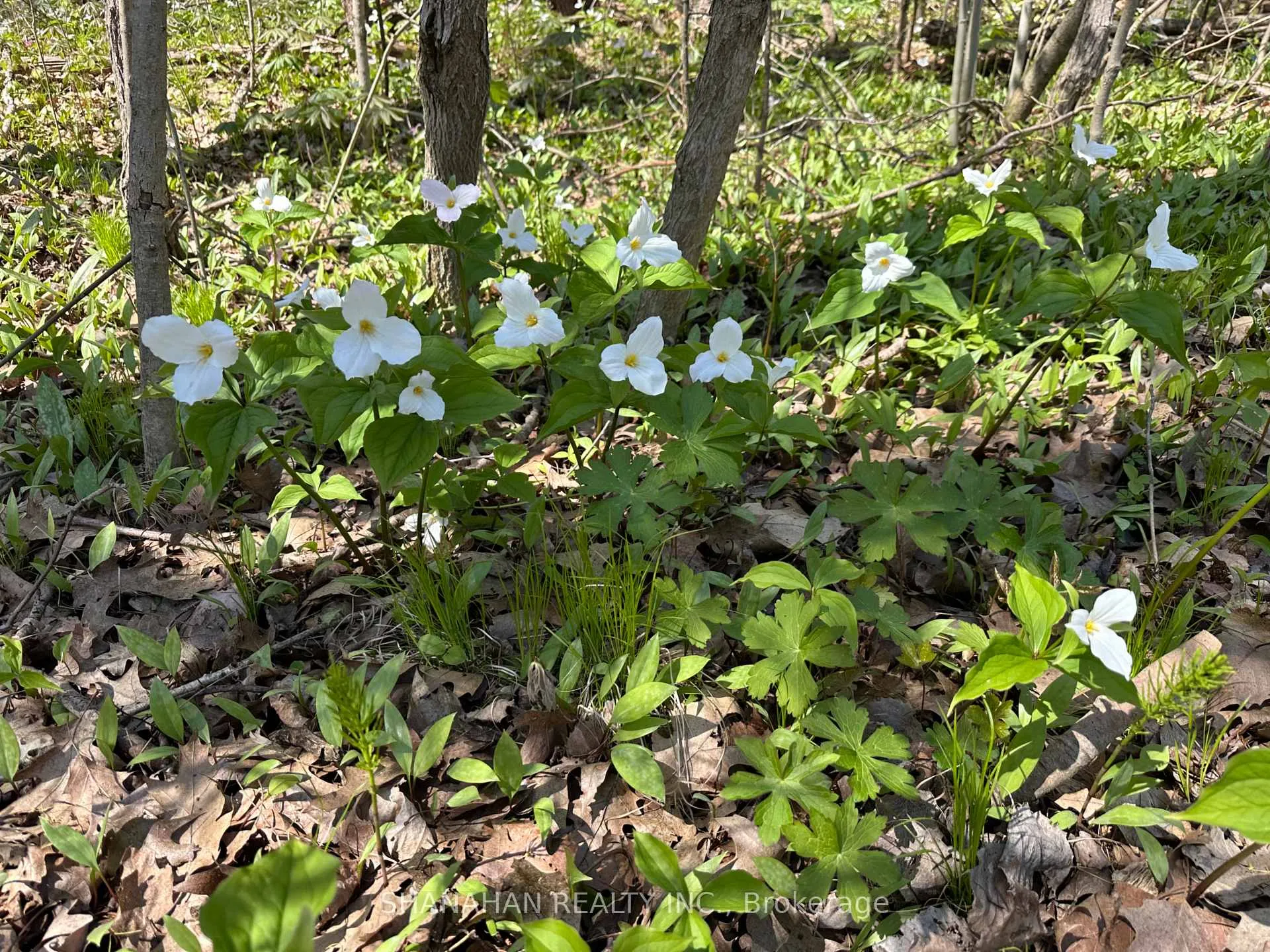 Photo 44 of 612 Trillium Drive, Southwest Middlesex, Rural Southwest Middlesex — HOMEH