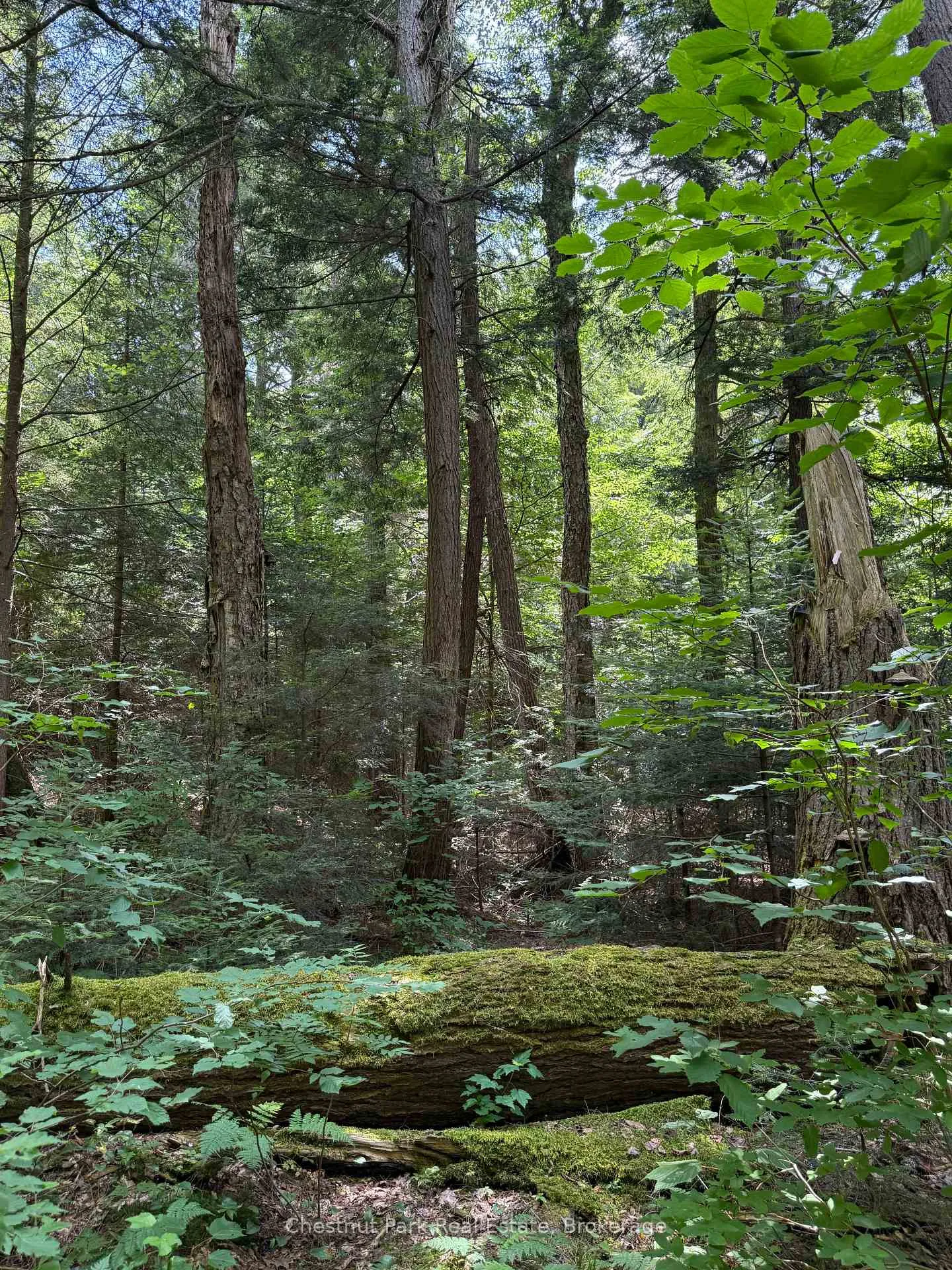 Photo 37 of Unit APL1136E, 19 Cache Lake, South Algonquin — HOMEH