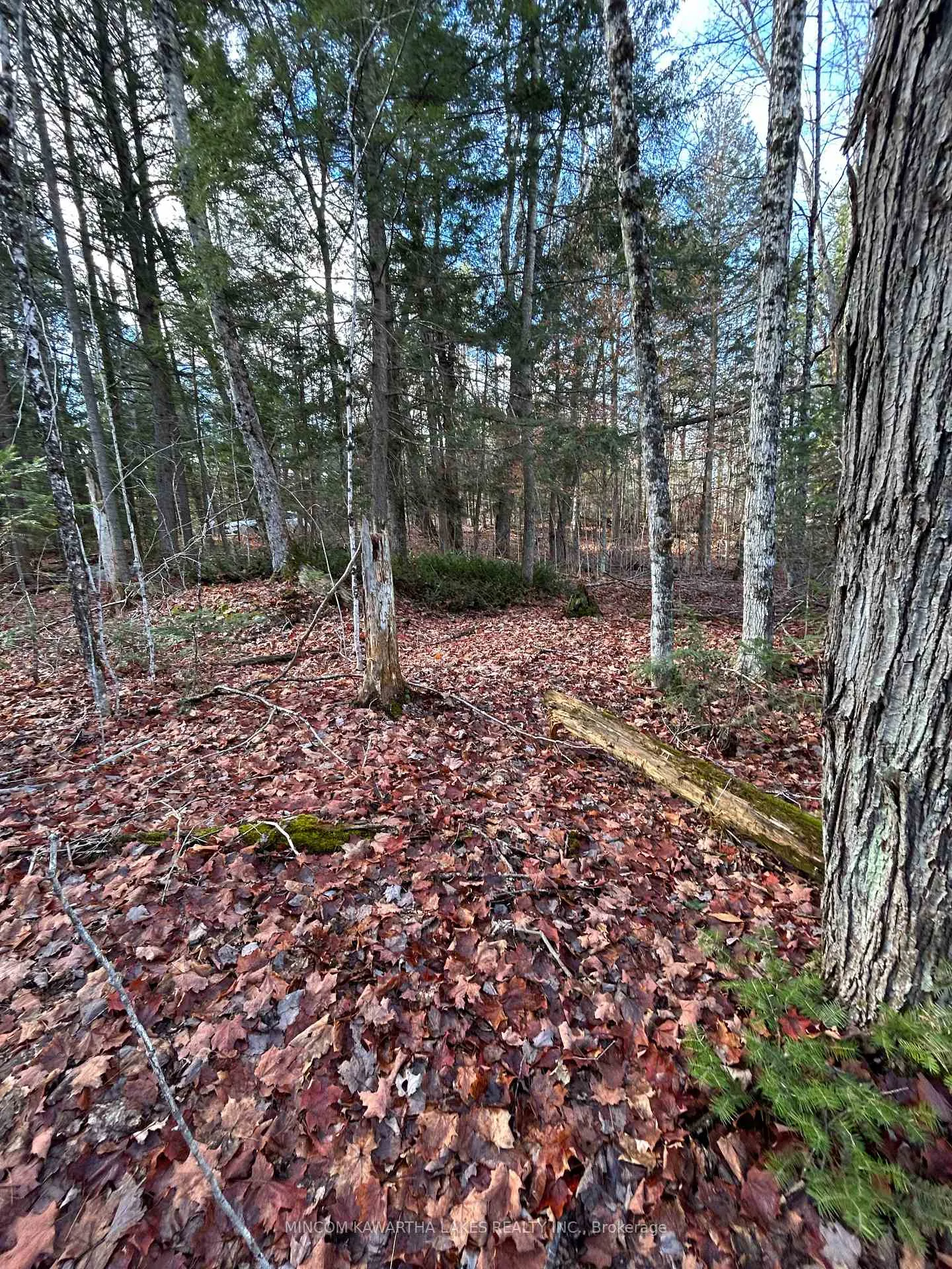 Photo 2 of Mill Lake Road, North Kawartha — HOMEH