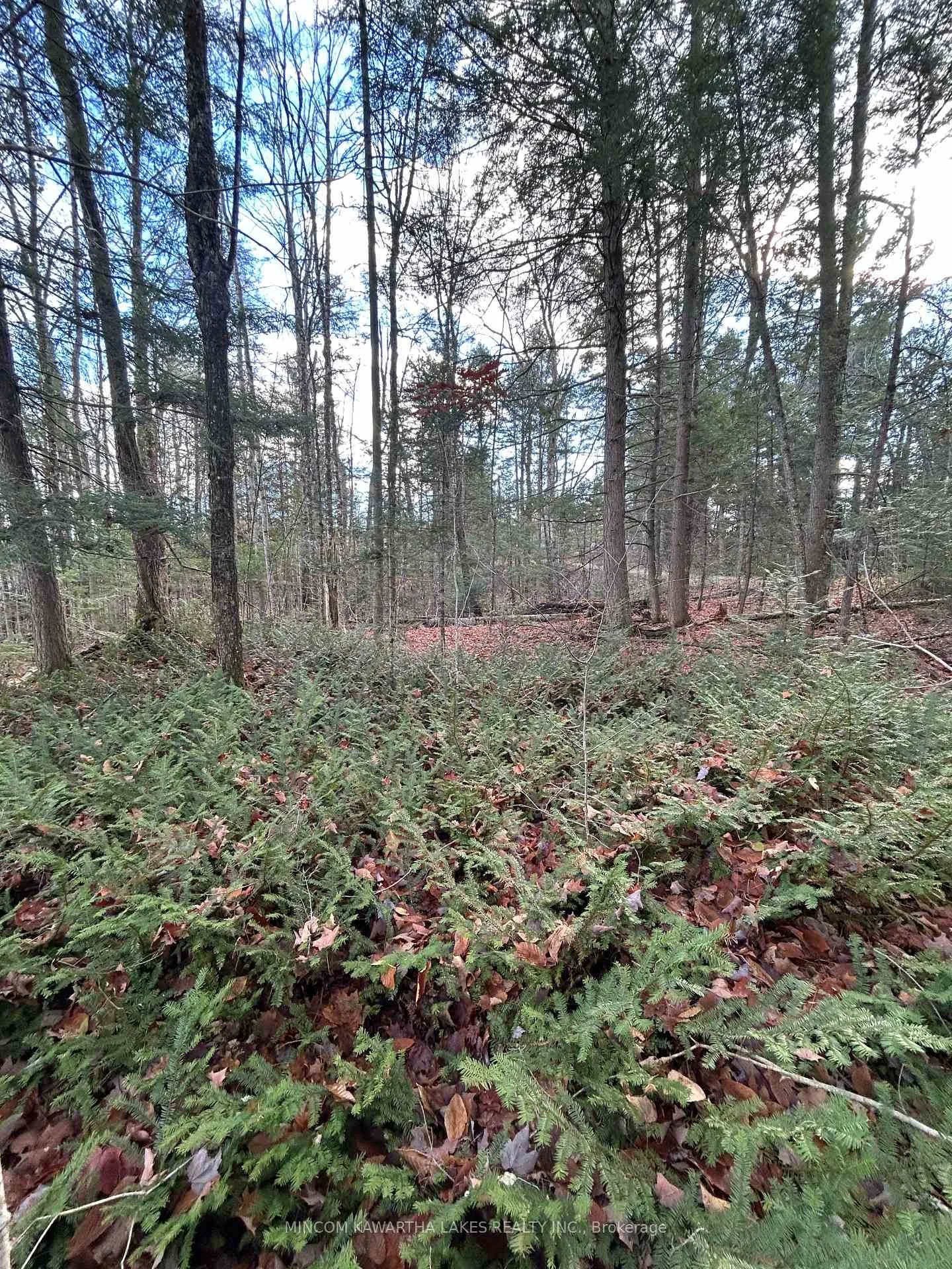 Photo 5 of Mill Lake Road, North Kawartha — HOMEH