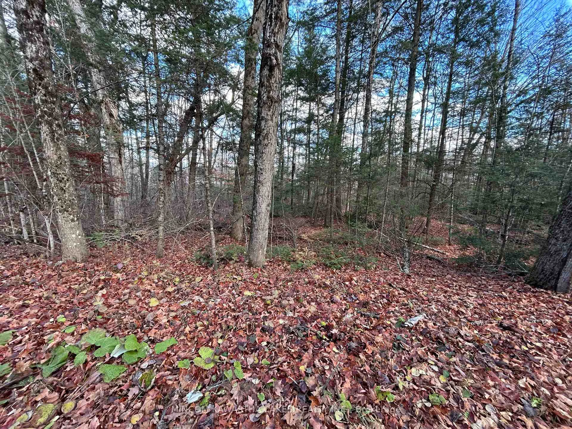 Photo 8 of Mill Lake Road, North Kawartha — HOMEH