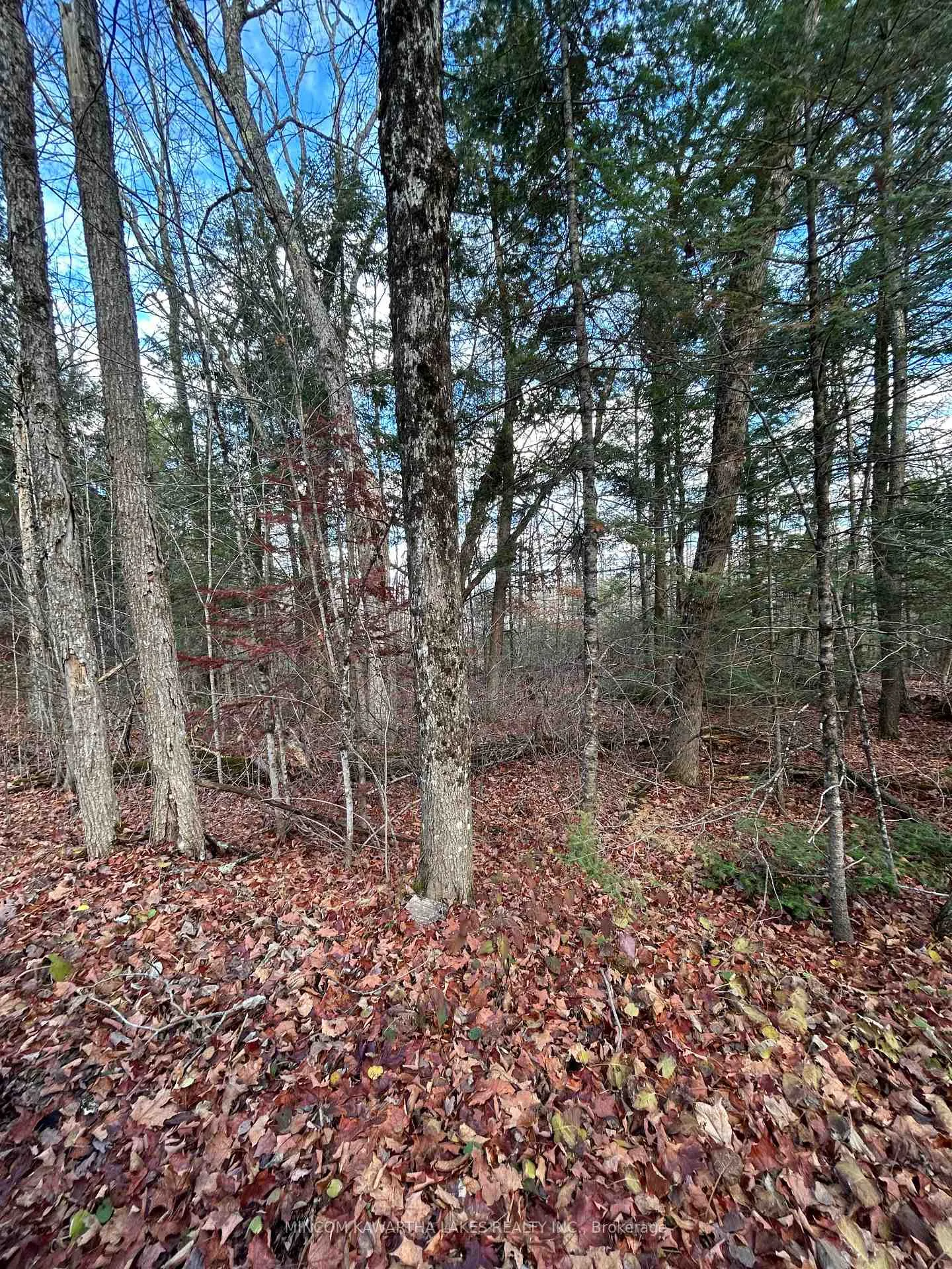 Photo 9 of Mill Lake Road, North Kawartha — HOMEH