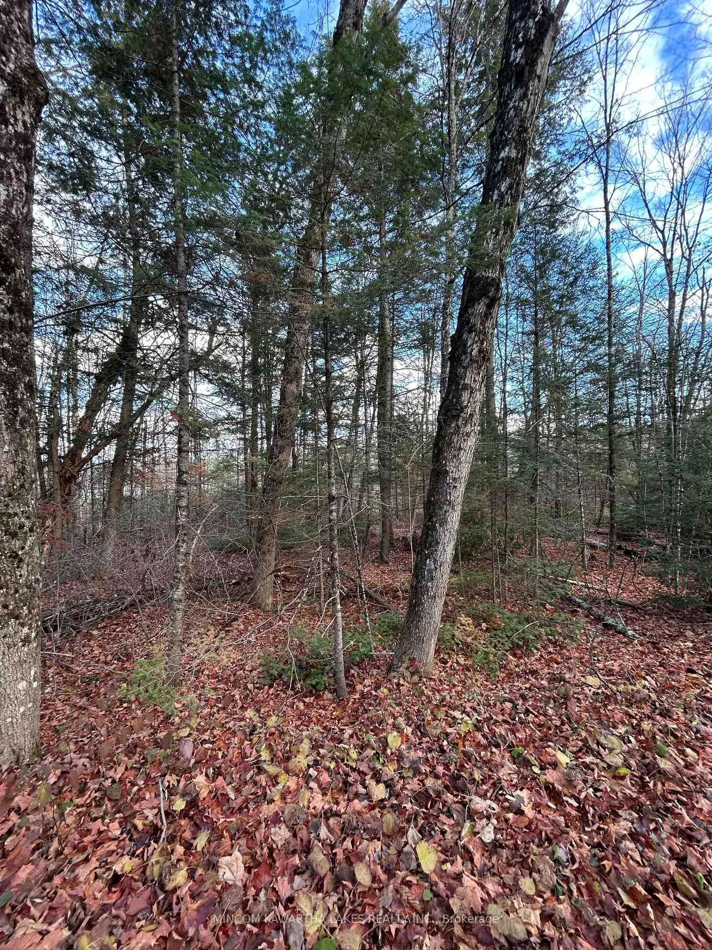 Photo 10 of Mill Lake Road, North Kawartha — HOMEH