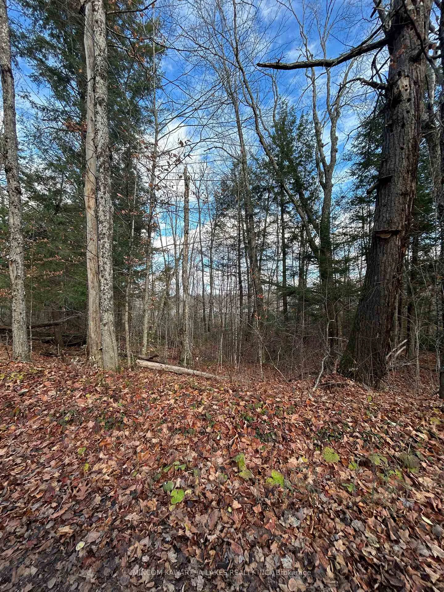 Photo 15 of Mill Lake Road, North Kawartha — HOMEH