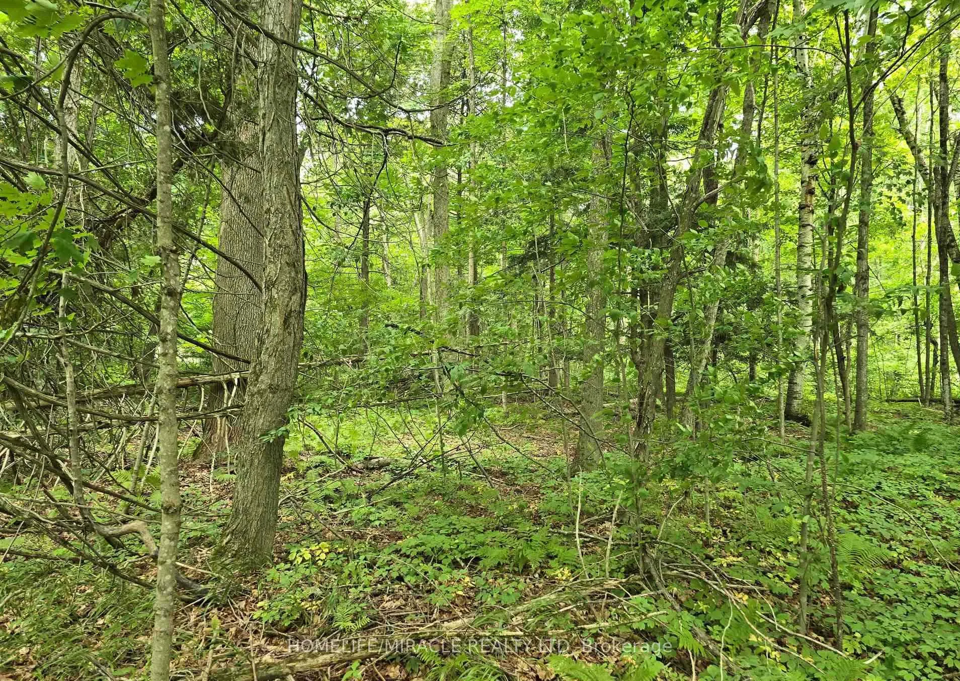 Photo 3 of 000 Cedar Sands Road, Rideau Lakes, Rideau Lakes (South Crosby) Twp — HOMEH