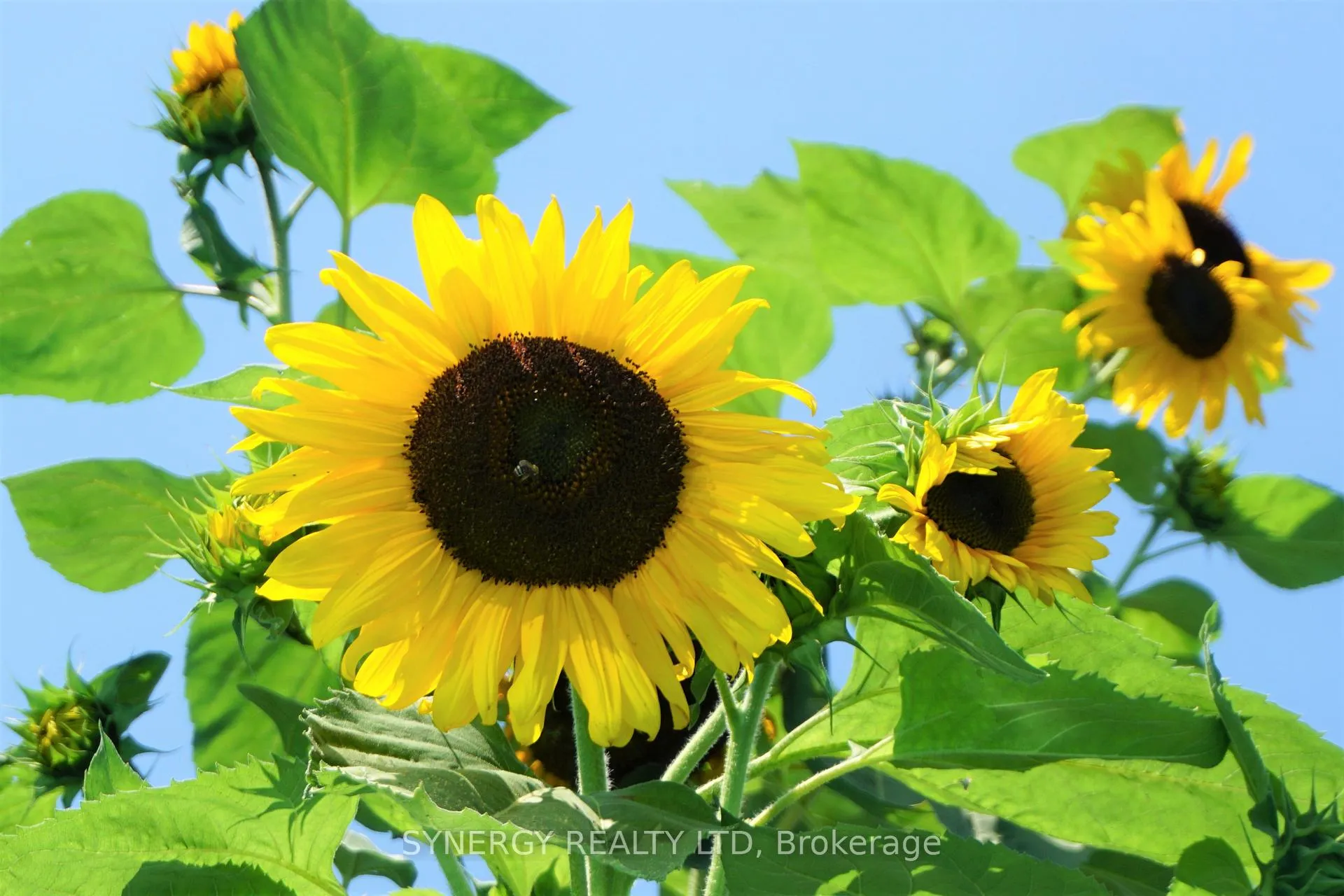 Photo 29 of 5 Hull Road, Strathroy-Caradoc, NE — HOMEH