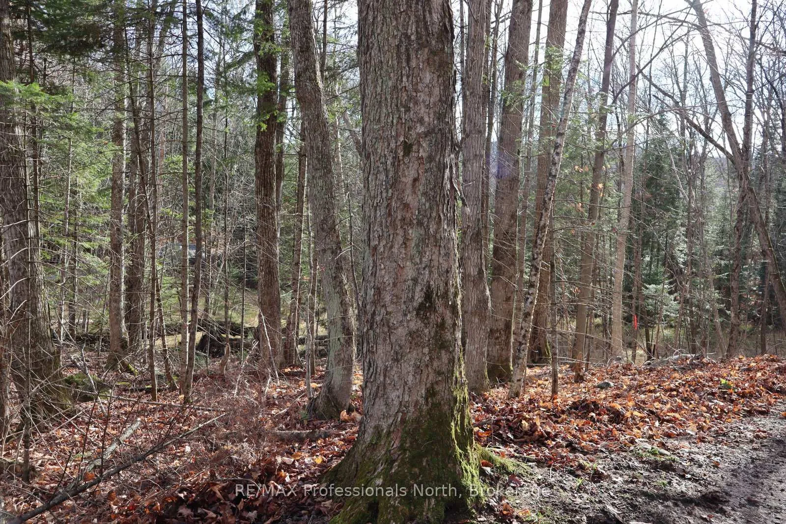 Photo 29 of Clive Trail, Dysart et al, Dysart — HOMEH