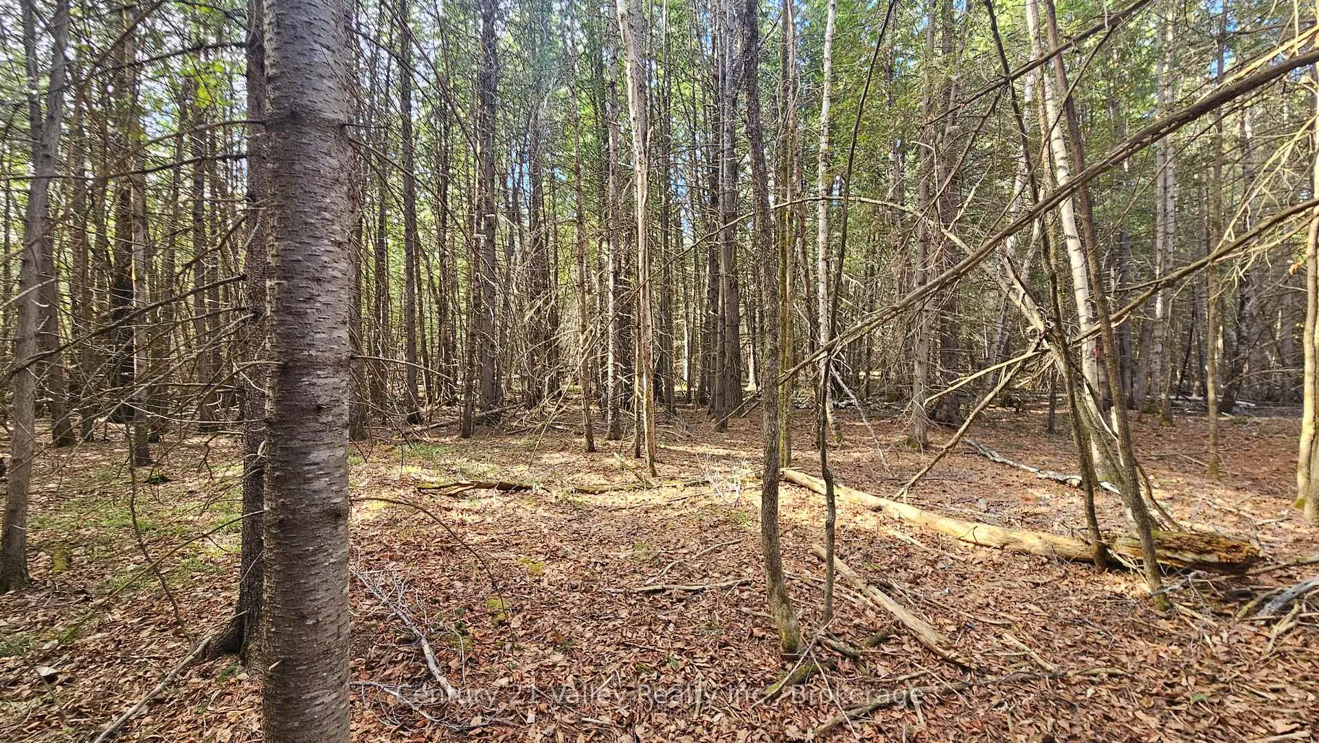 Photo 4 of Highway 41, Bonnechere Valley, Eganville/Bonnechere Twp — HOMEH