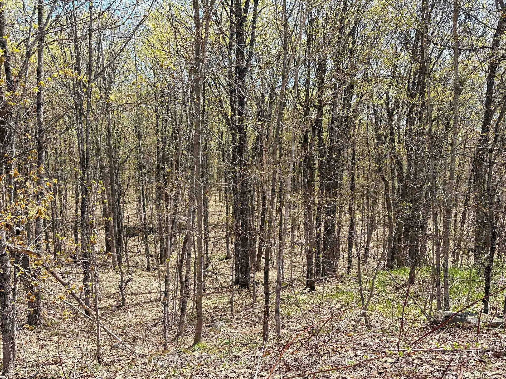 Photo 22 of 2346 Kushog Lake Road, Algonquin Highlands, Stanhope — HOMEH