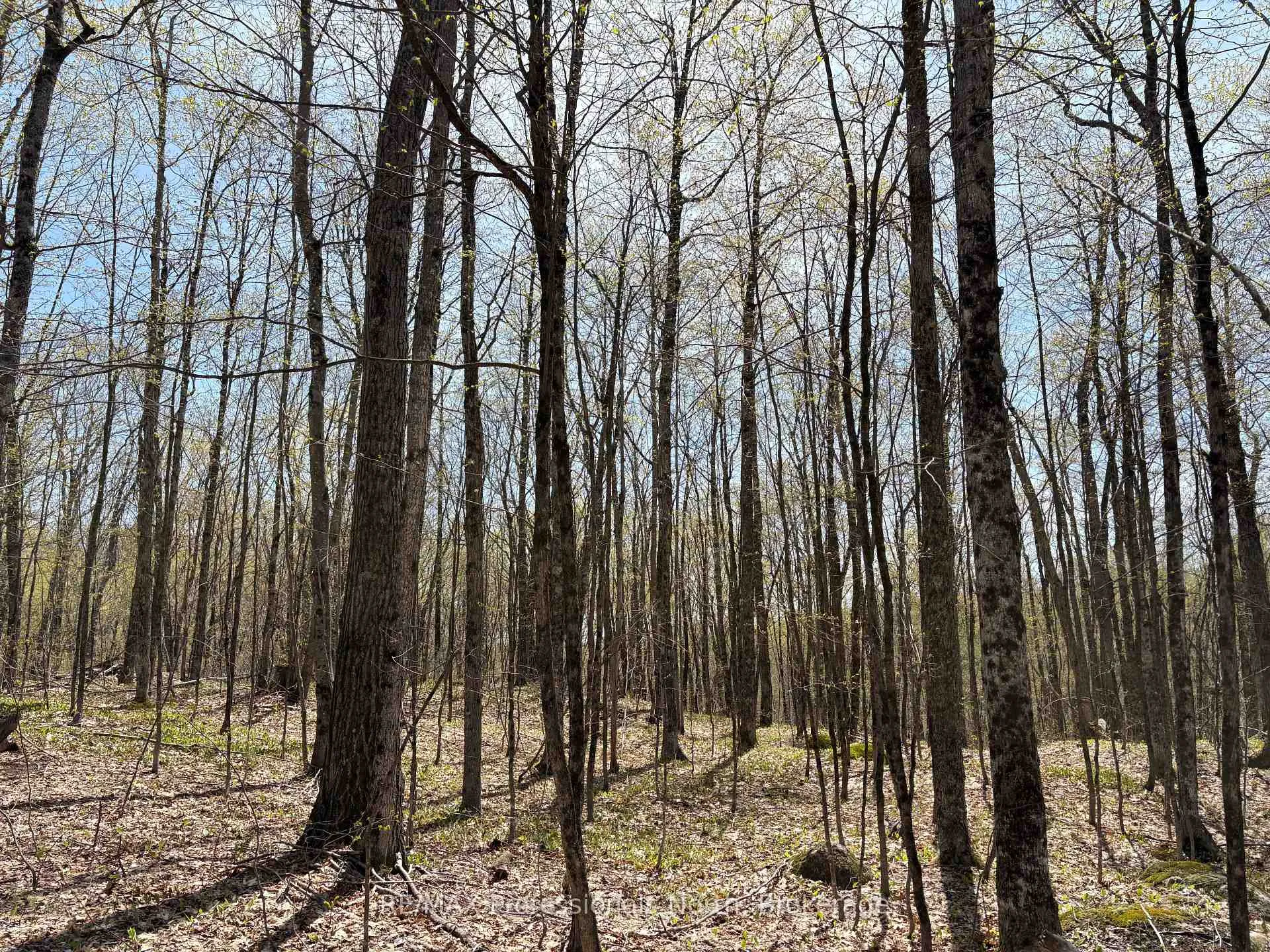 Photo 32 of 2346 Kushog Lake Road, Algonquin Highlands, Stanhope — HOMEH