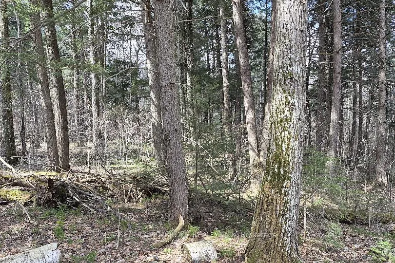 Photo 10 of 27681 Highway 60, South Algonquin — HOMEH