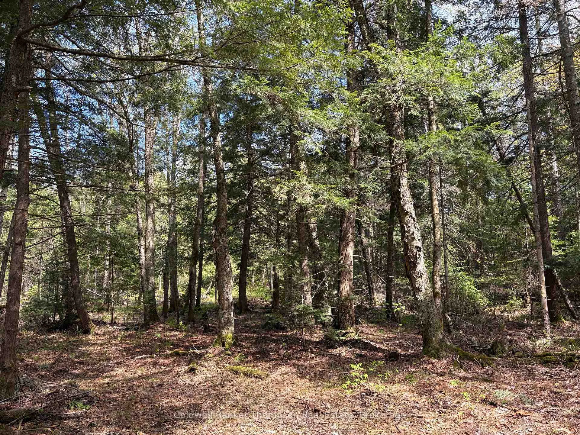 Photo 5 of 76 Rocky Road, Magnetawan — HOMEH