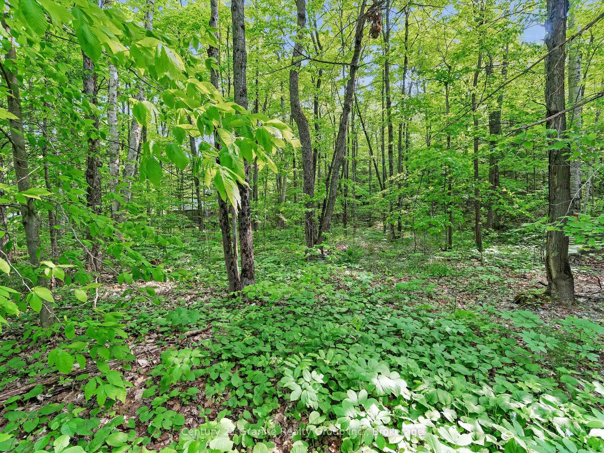 Photo 18 of 1141 Kanawa Lane, Algonquin Highlands, Stanhope — HOMEH
