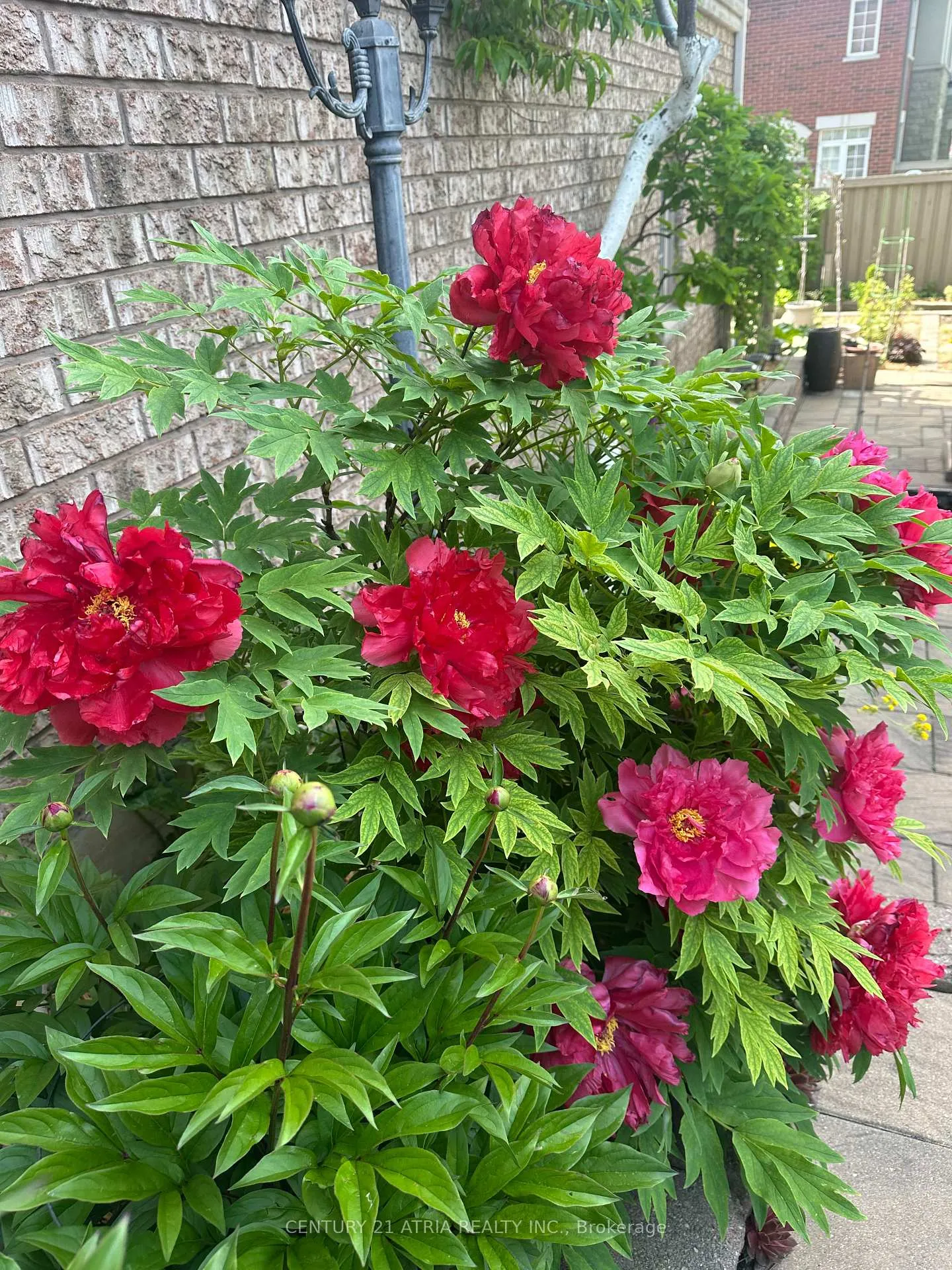 Photo 24 of 209 District Avenue, Vaughan, Patterson — HOMEH