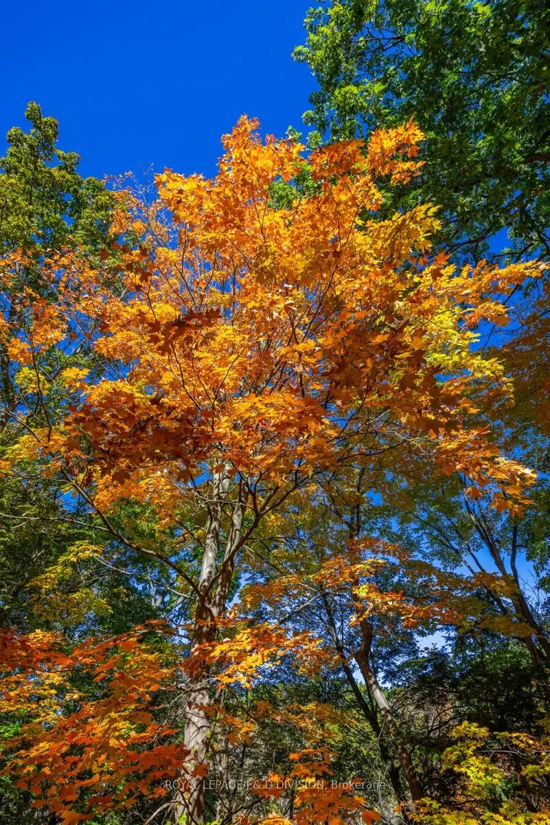 Photo 37 of 183 Hudson Drive, Toronto, Rosedale-Moore Park — HOMEH