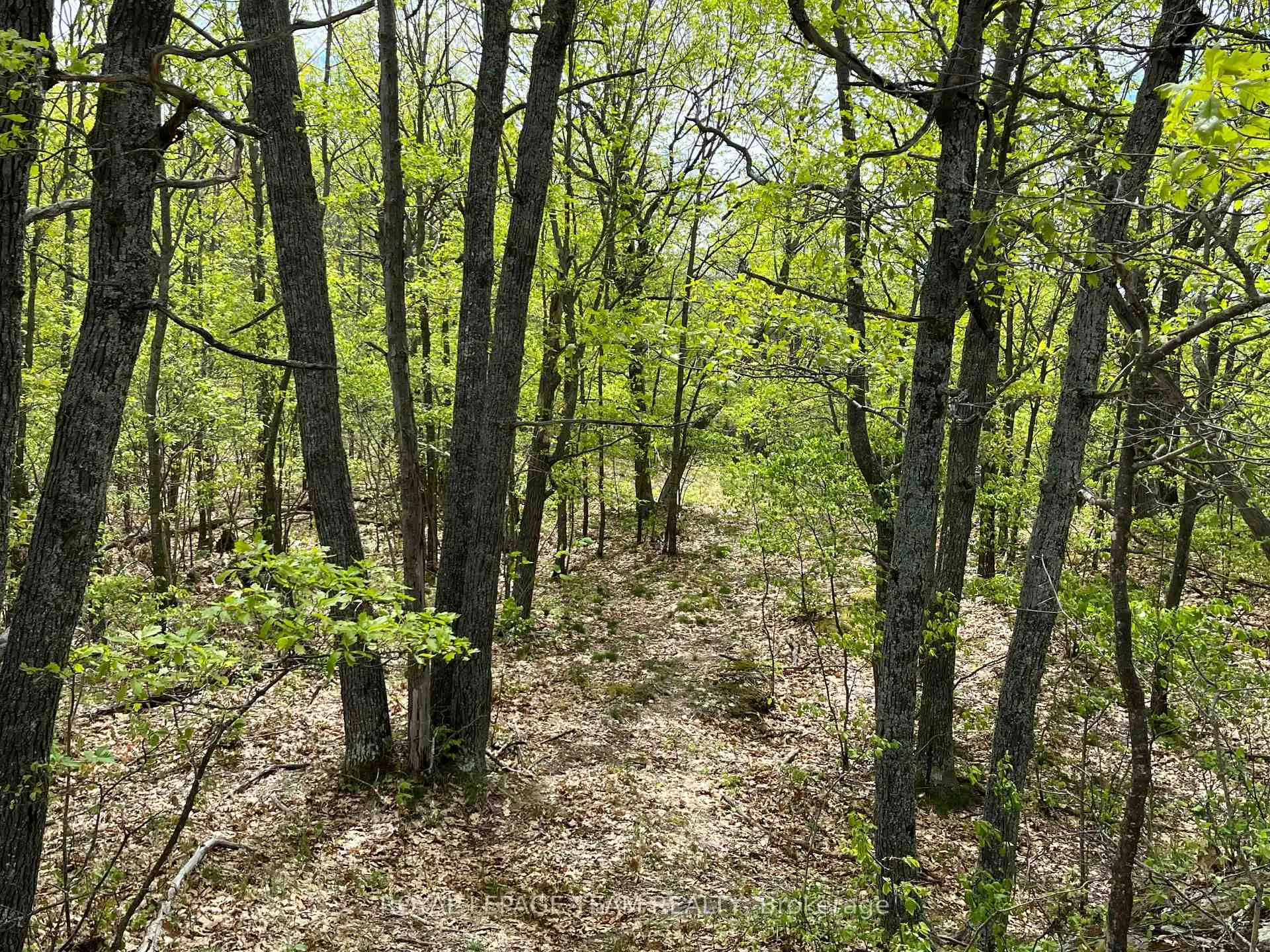 Photo 6 of Wales Drive, Madawaska Valley, Madawaska Valley — HOMEH