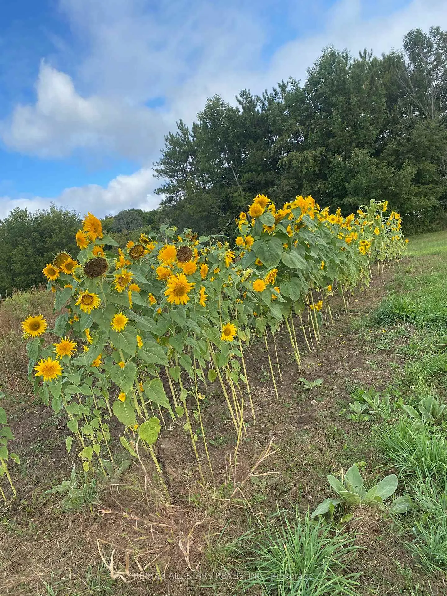 Photo 35 of 10655 Sideroad 17, Brock, Rural Brock — HOMEH