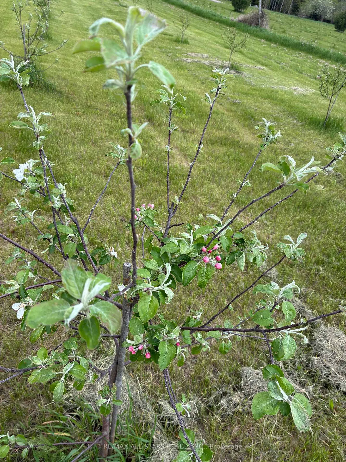 Photo 38 of 10655 Sideroad 17, Brock, Rural Brock — HOMEH