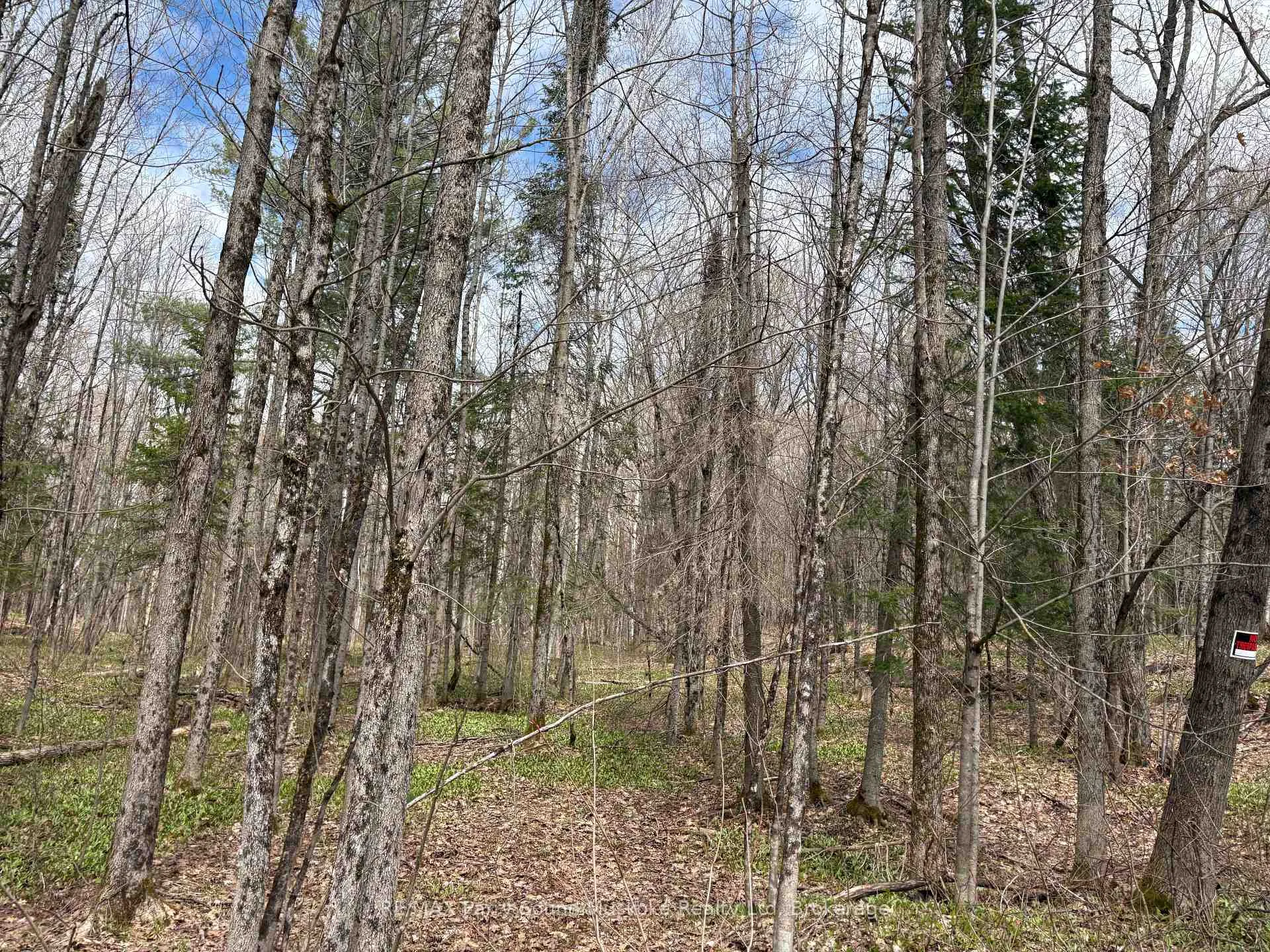 Photo 9 of Dauncey Road, Magnetawan, Spence — HOMEH