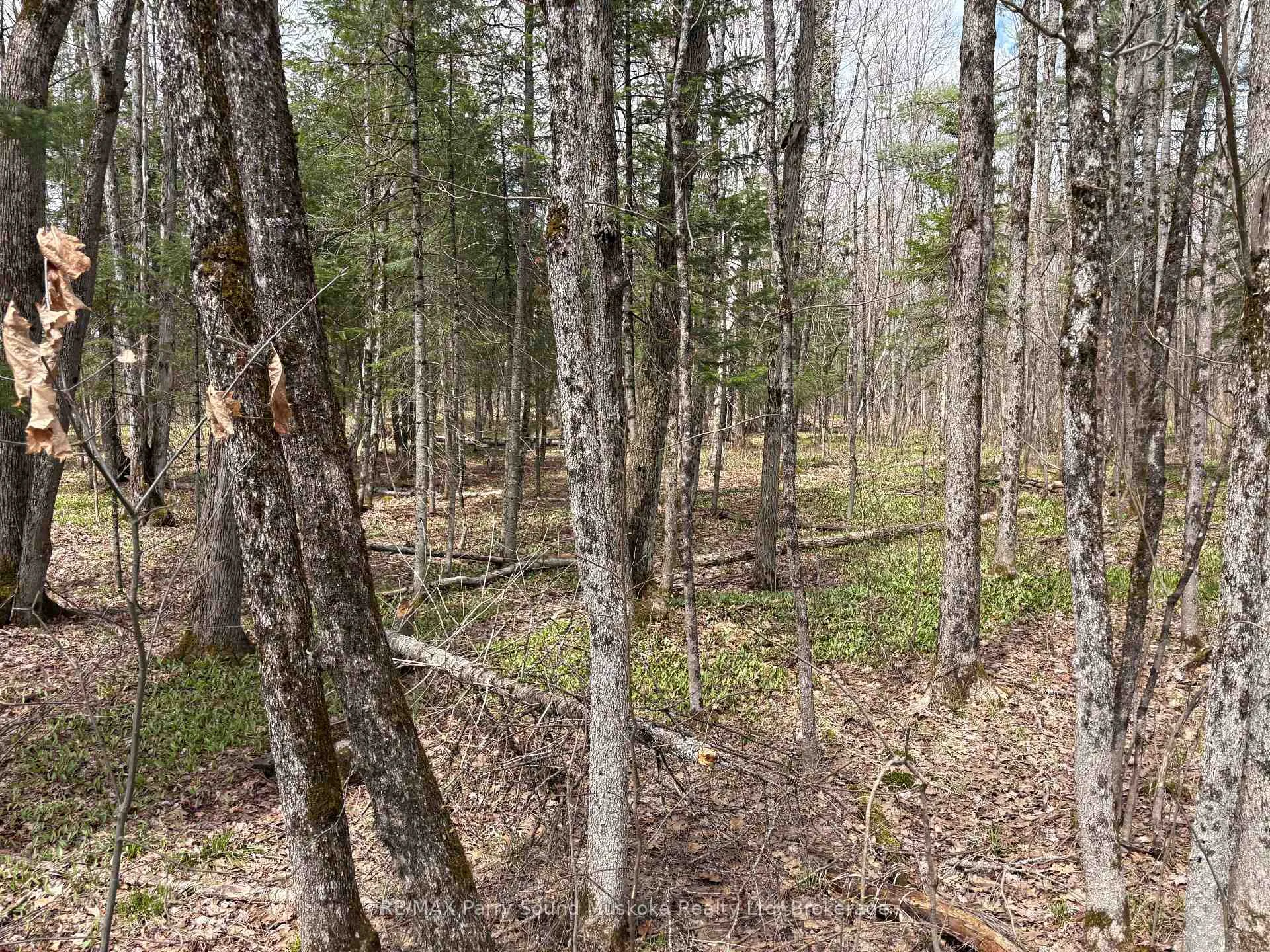 Photo 11 of Dauncey Road, Magnetawan, Spence — HOMEH