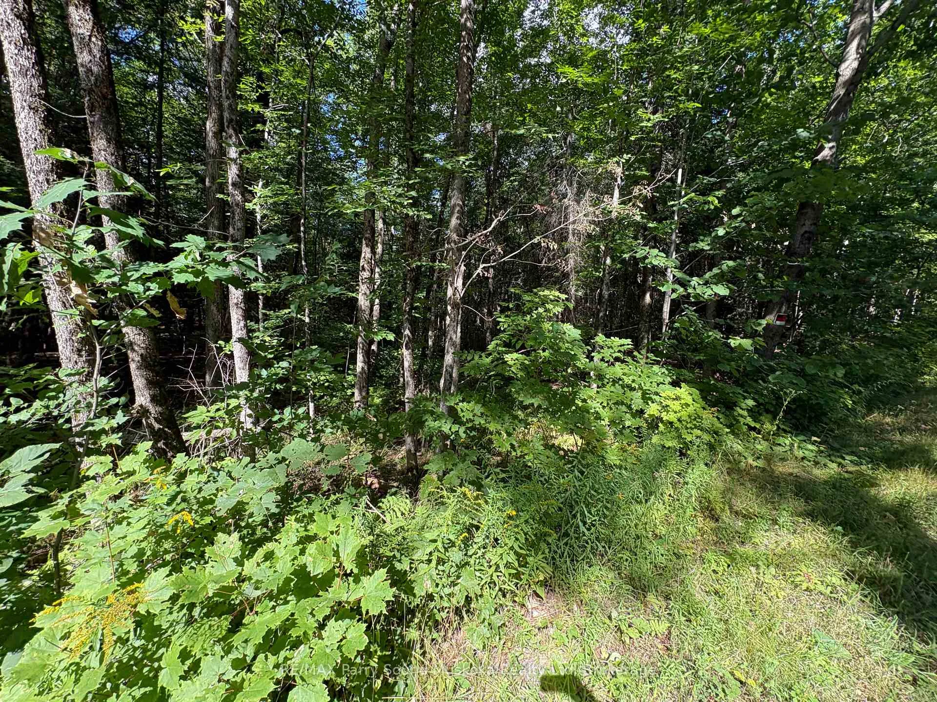 Photo 12 of Dauncey Road, Magnetawan, Spence — HOMEH