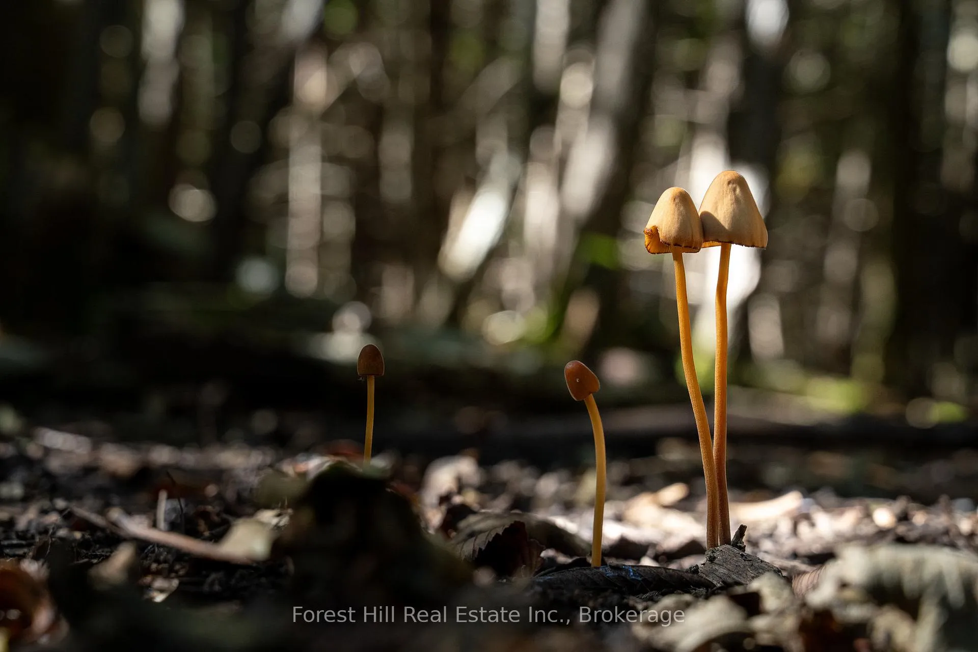 Photo 24 of 496629 Grey Road 2, Blue Mountains — HOMEH