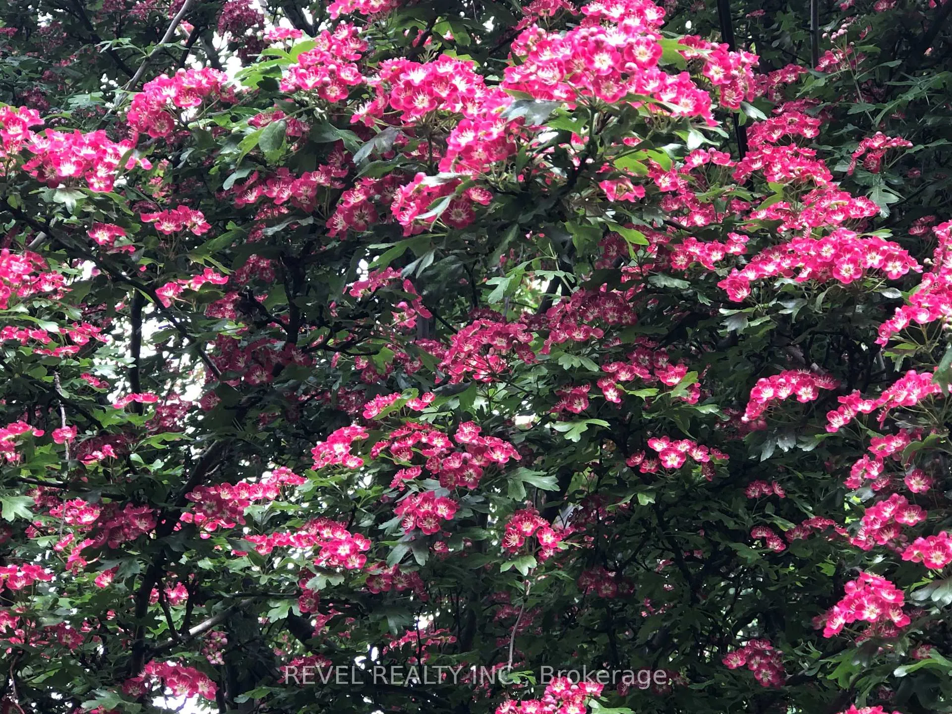 Photo 42 of 381 Third Avenue, Ottawa, Glebe — HOMEH